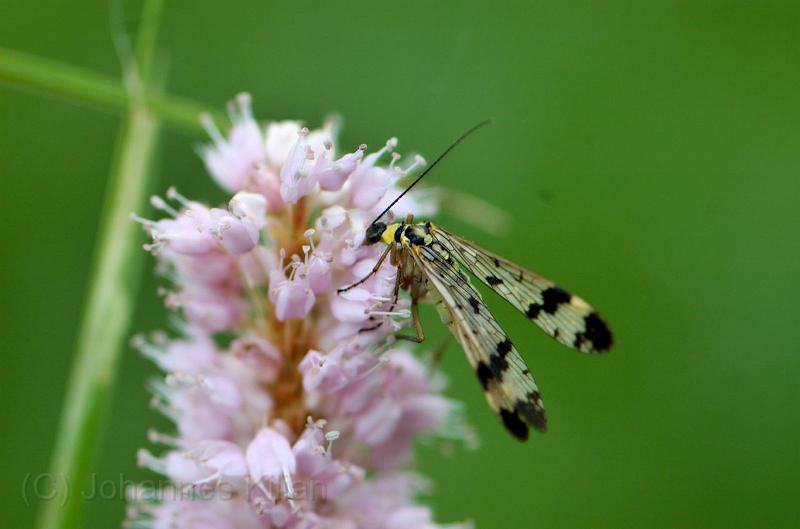 20080607_130822_26-e0-Web.jpg