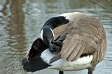 20080309_112558_96-e0-bibble_1