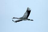 20080324_121545_21-e0-bibble