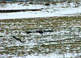 20080328_140026_06-e0-bibble