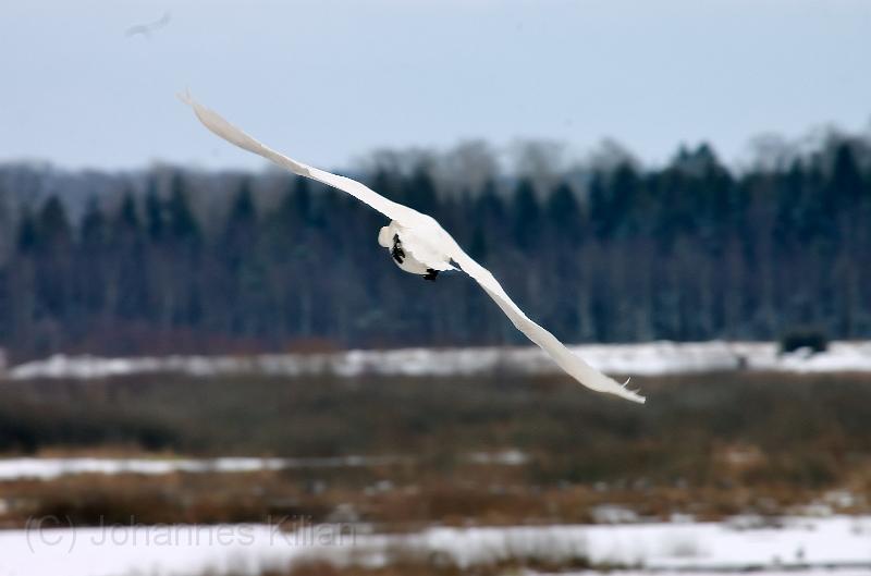 20080324_125151_59-e0-bibble.jpg