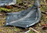 20080309_112319_91-e0-bibble_1