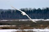 20080324_125151_59-e0-bibble