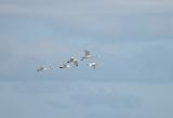 20080326_123634_94-e0-bibble