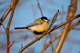 20080326_184434_51-e0-bibble