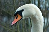 Schwan