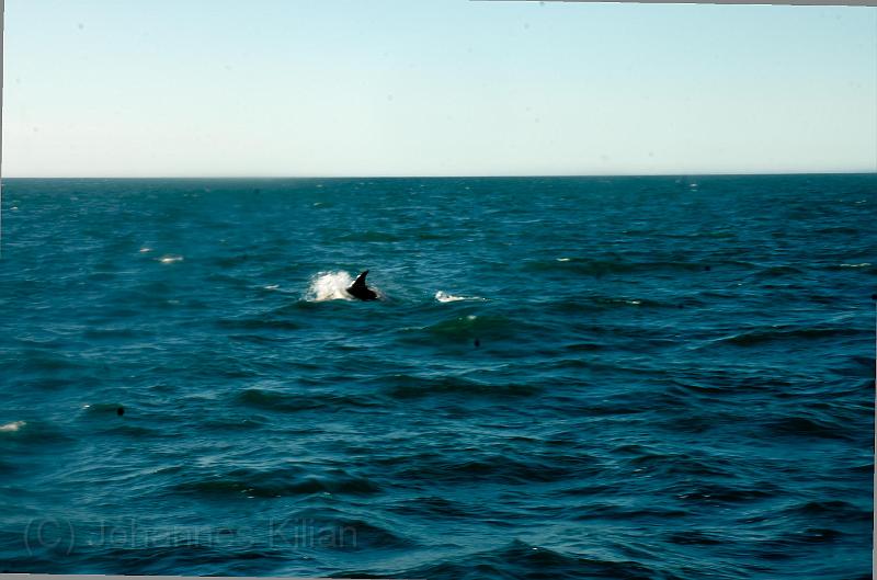 20100725_182101_14-e0-bibble.jpg