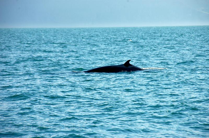 20100725_192106_09-e0-bibble.jpg