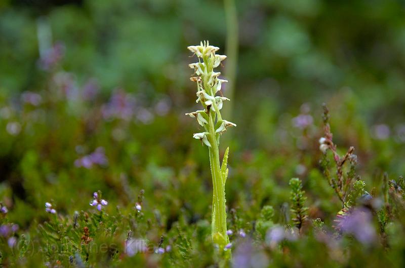 20100728_104841-e0-bibble.jpg