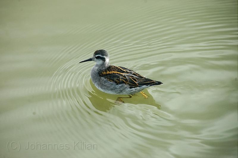 20100728_154603-e0-bibble.jpg