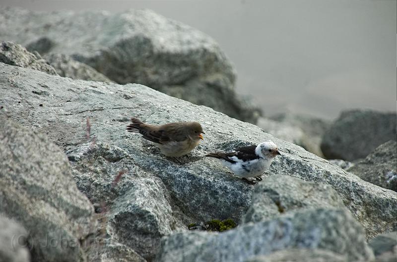 20100731_170438-e0-bibble.jpg