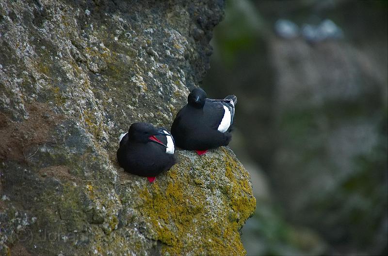 20100806_105249_09_v2-e0-bibble.jpg