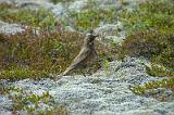 20100718_122440-e0-bibble_1