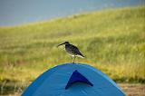20100719_205911_05-e0-bibble