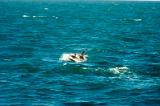 20100725_182040_01-e0-bibble