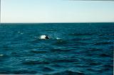 20100725_182101_14-e0-bibble