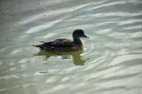 20100728_161745-e0-bibble